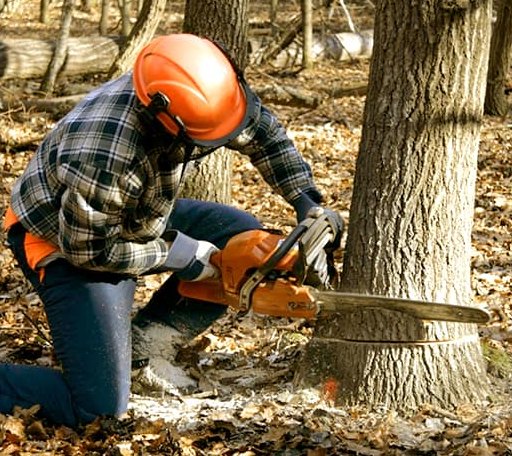 Tree Removal in Marty, SD